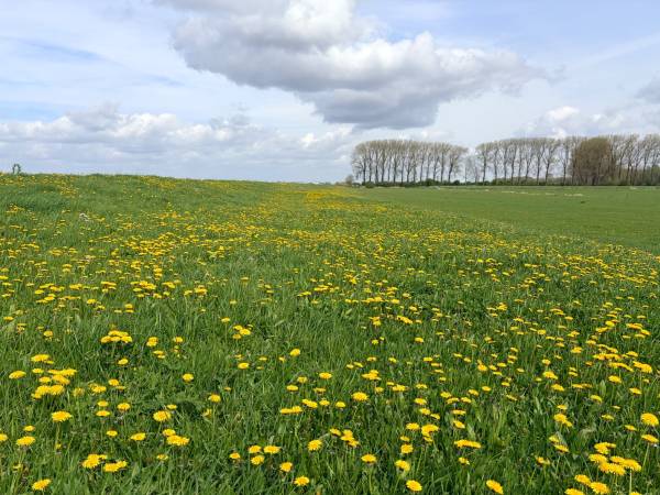 Prachtig plaatje in de uiterwaarden bij Wamel 🥰. Uitzicht over een zee van paard…